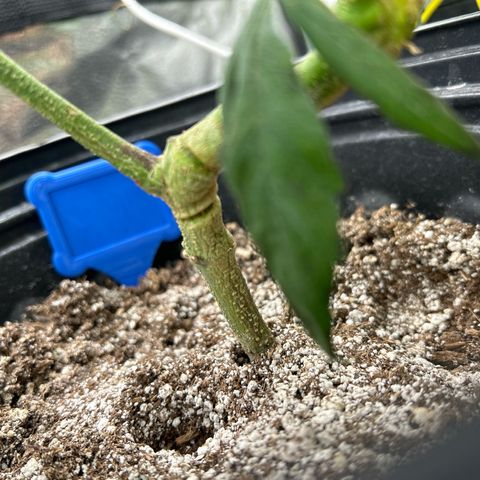 OG RuntZ growlog timeline photo
