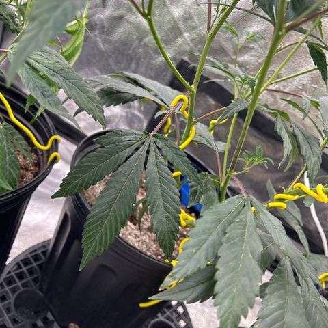 OG RuntZ growlog timeline photo