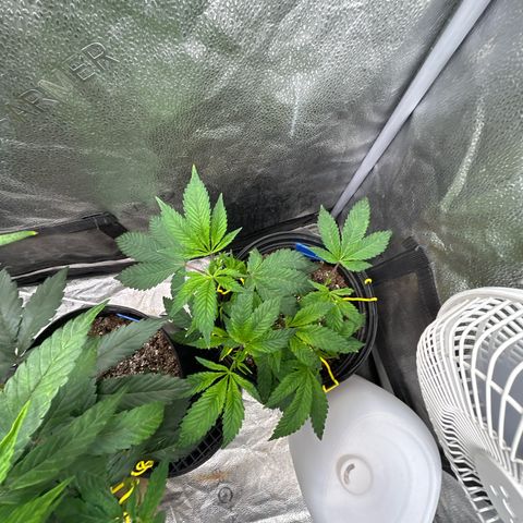 Bully Kush growlog timeline photo