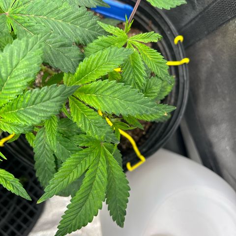Bully Kush growlog timeline photo