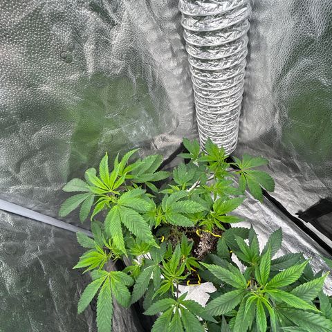 Bully Kush growlog timeline photo