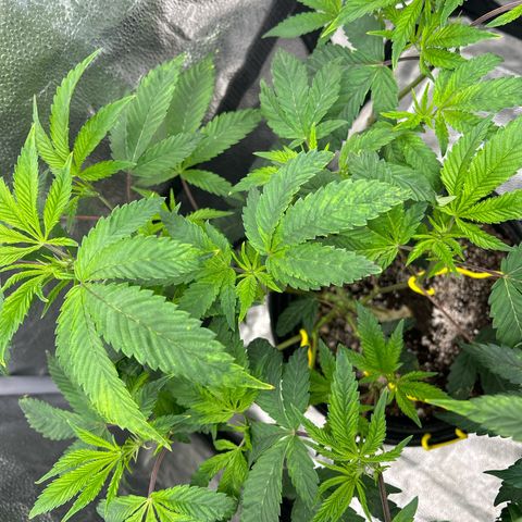 Bully Kush growlog timeline photo