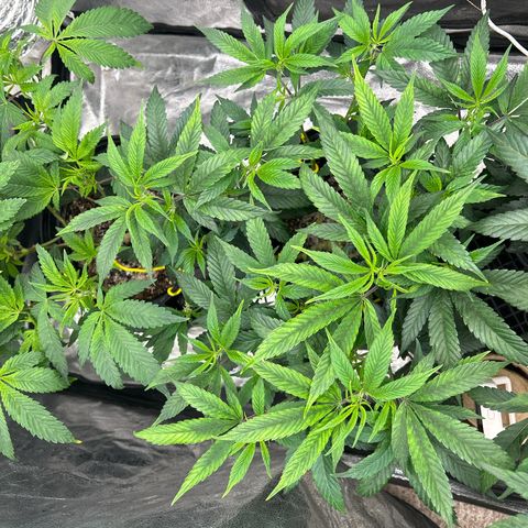 OG RuntZ growlog timeline photo