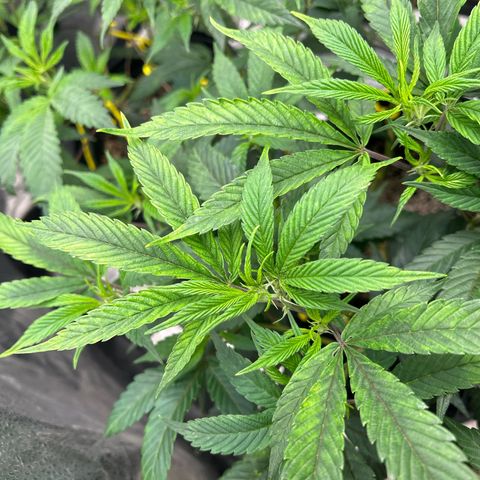 OG RuntZ growlog timeline photo