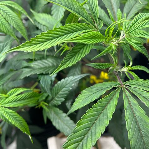 OG RuntZ growlog timeline photo