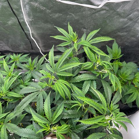 OG RuntZ growlog timeline photo