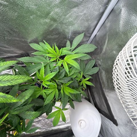 Bully Kush growlog timeline photo