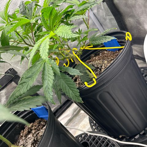 Bully Kush growlog timeline photo