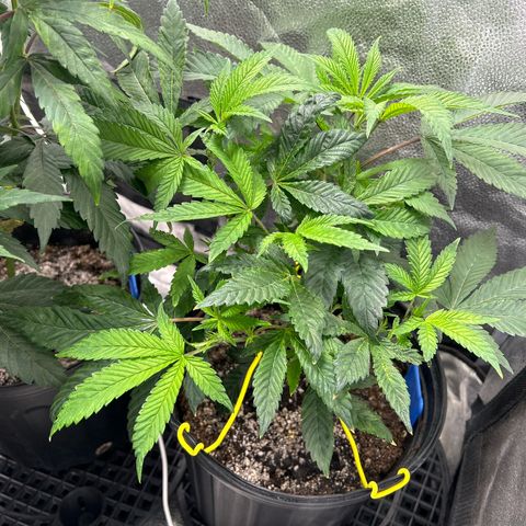Bully Kush growlog timeline photo