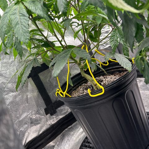 Bully Kush growlog timeline photo