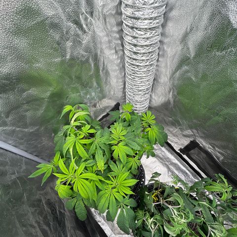 Bully Kush growlog timeline photo