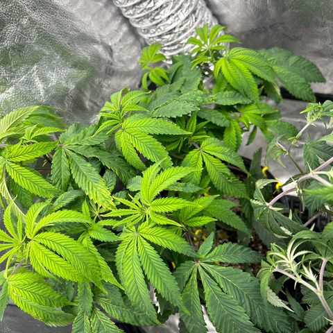 Bully Kush growlog timeline photo