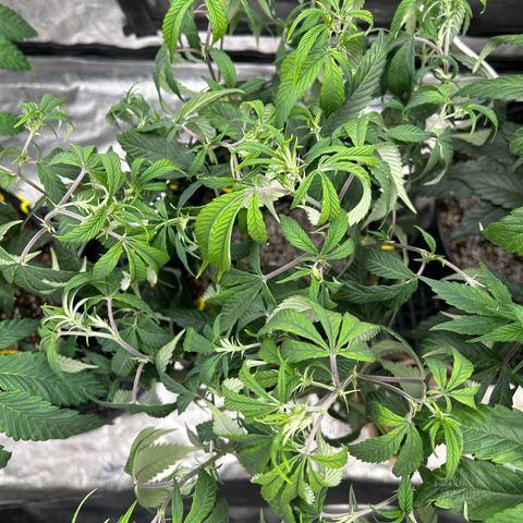 OG RuntZ growlog photo: Sad af too long between feeding