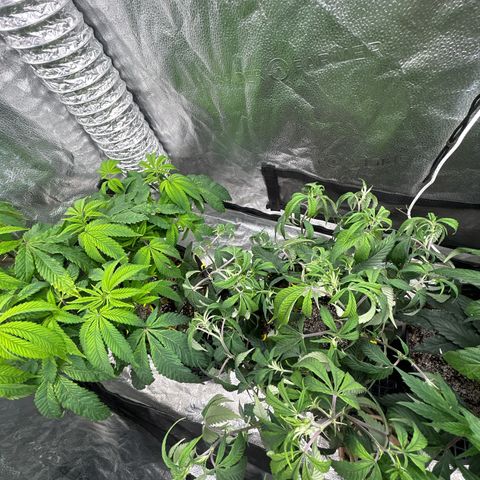 OG RuntZ growlog photo: Sad af too long between feeding