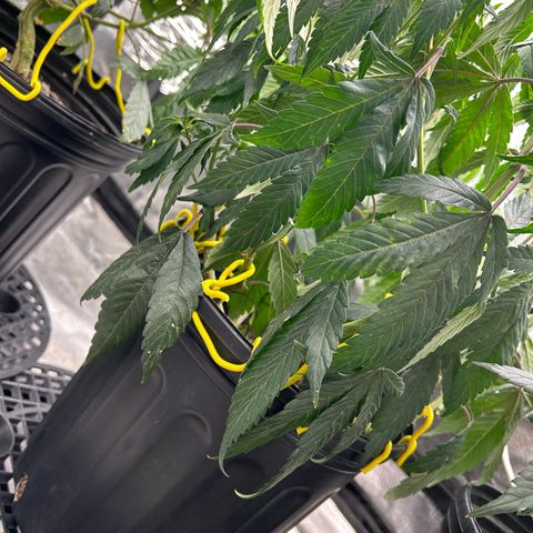 OG RuntZ growlog photo: Sad af too long between feeding