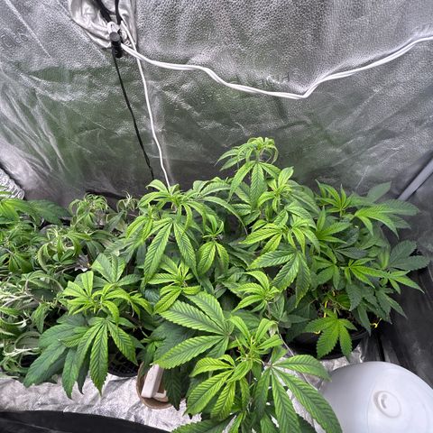OG RuntZ growlog timeline photo