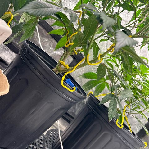 OG RuntZ growlog timeline photo