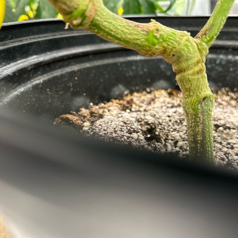 OG RuntZ growlog timeline photo