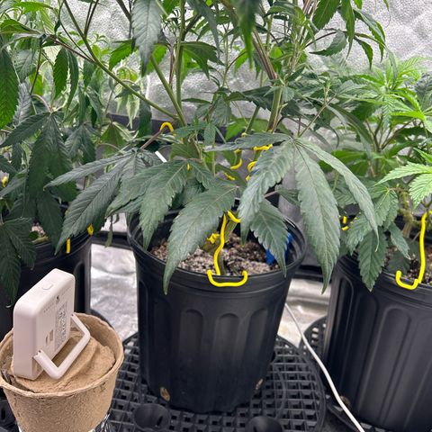 OG RuntZ growlog timeline photo