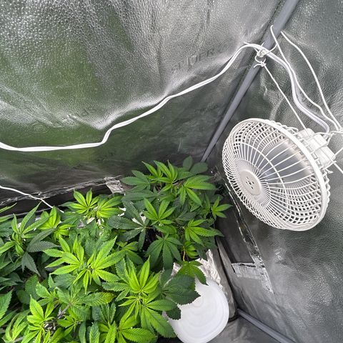 Bully Kush growlog timeline photo