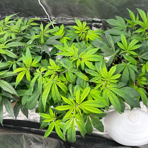 Bully Kush growlog timeline photo