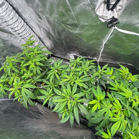 OG RuntZ growlog timeline photo