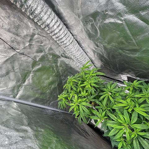 OG RuntZ growlog timeline photo