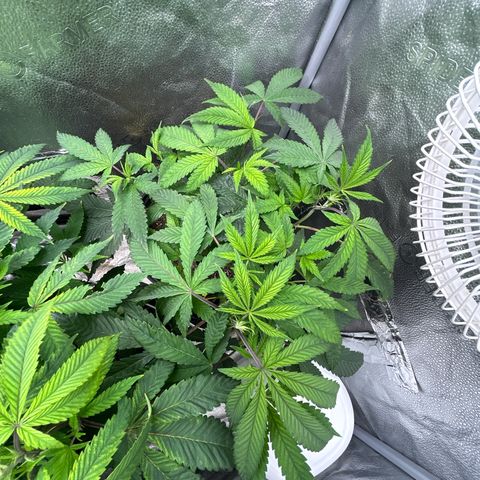 Bully Kush growlog timeline photo