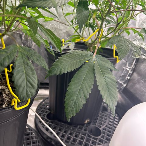 Bully Kush growlog timeline photo