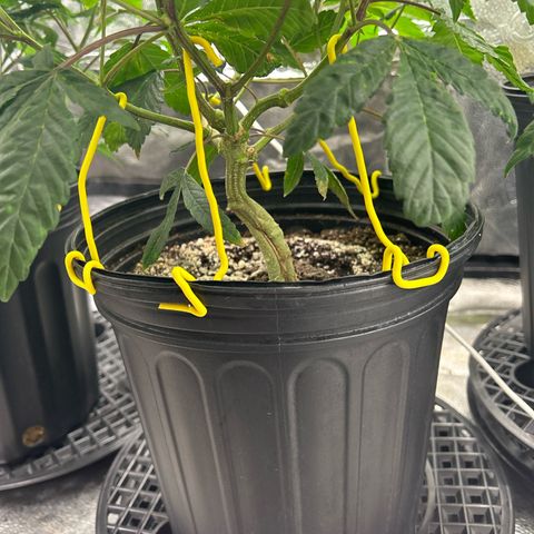 Bully Kush growlog timeline photo