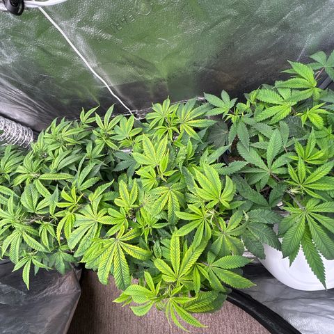 Bully Kush growlog timeline photo
