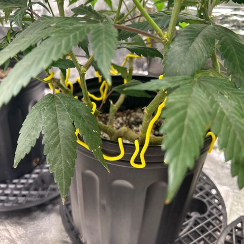 OG RuntZ growlog timeline photo