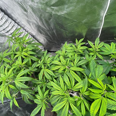 OG RuntZ growlog timeline photo