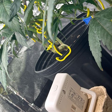 OG RuntZ growlog timeline photo