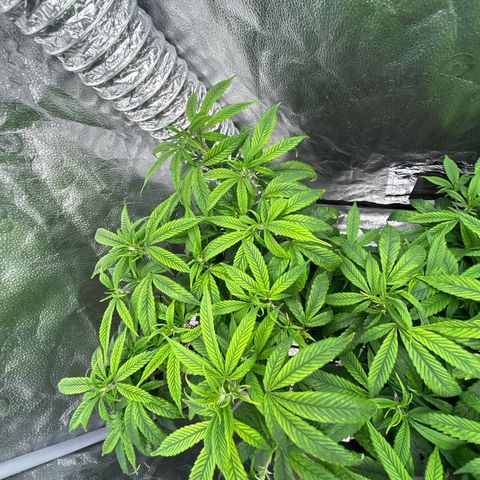 OG RuntZ growlog timeline photo