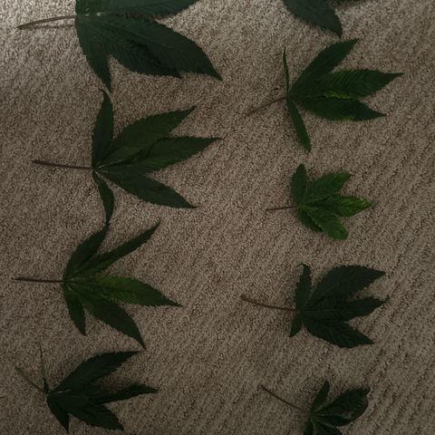 Bully Kush growlog timeline photo