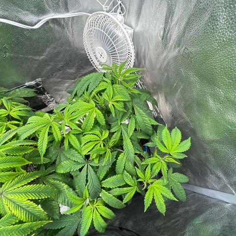 Bully Kush growlog timeline photo