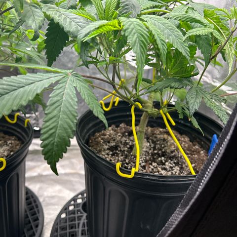 Bully Kush growlog timeline photo