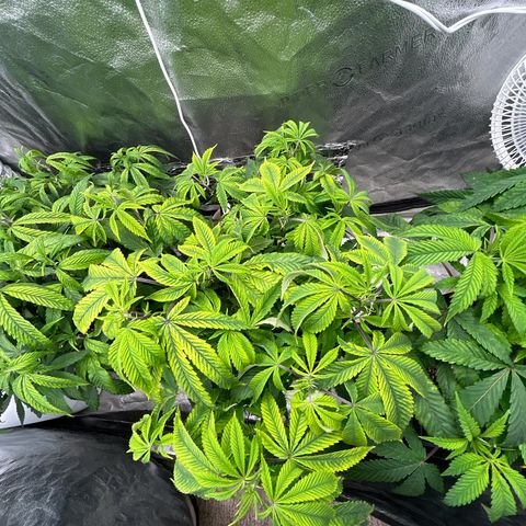 Bully Kush growlog timeline photo