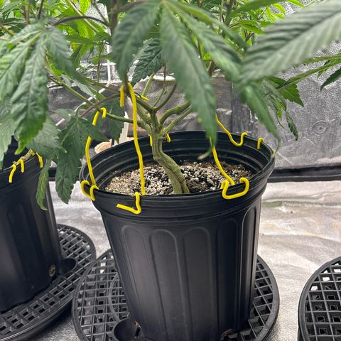 Bully Kush growlog timeline photo