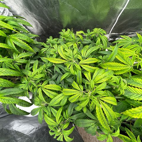 OG RuntZ growlog timeline photo