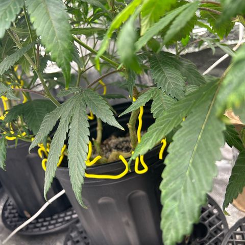 OG RuntZ growlog timeline photo