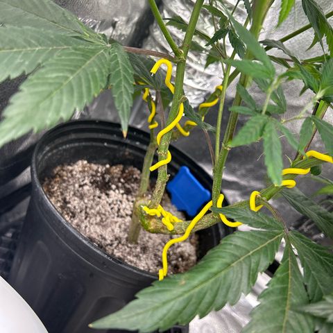OG RuntZ growlog timeline photo