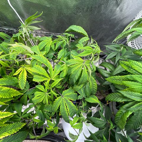Bully Kush growlog timeline photo