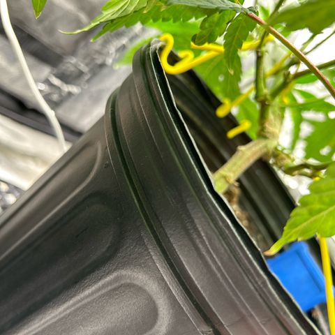 Bully Kush growlog timeline photo