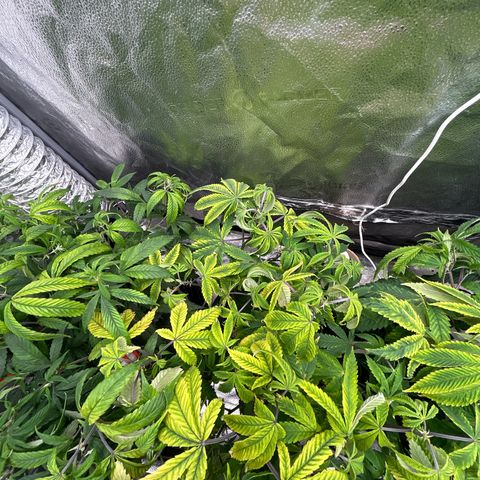 Bully Kush growlog timeline photo