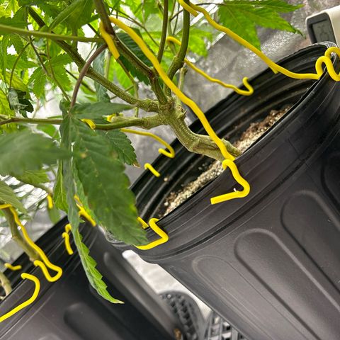 Bully Kush growlog timeline photo