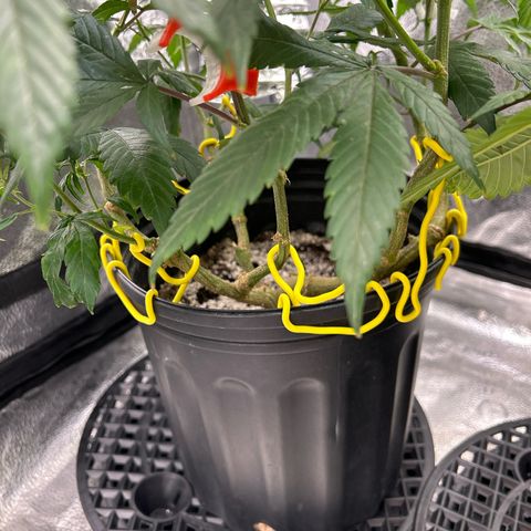 OG RuntZ growlog timeline photo