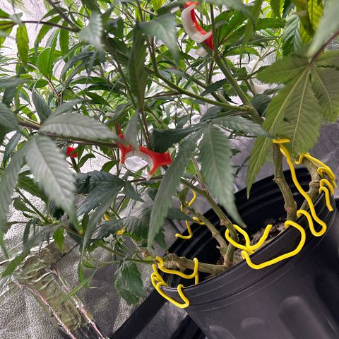OG RuntZ growlog timeline photo