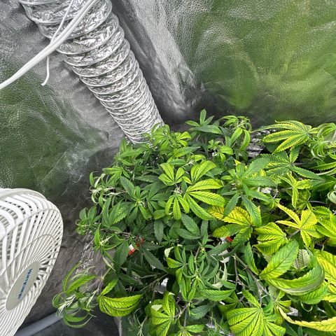 OG RuntZ growlog timeline photo